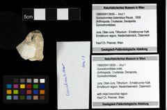 Foto (Objekt + Etiketten) von Goniodromitidae indet. 